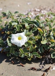 agria_zoi_spanio_fito1