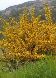 agria_zoi_agria_louloudia4