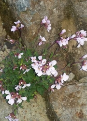 agria_zoi_agria_louloudia6