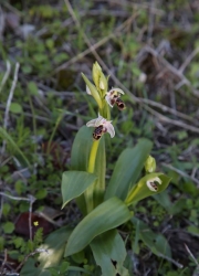 agria_zoi_agria_orxidea1