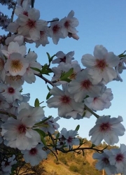 agria_zoi_amigdalia1