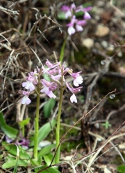 agria_zoi_agria_orxidea2