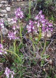 agria_zoi_agria_orxidea3